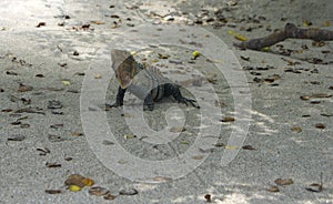 Iguana from Manuel Antonio National Park