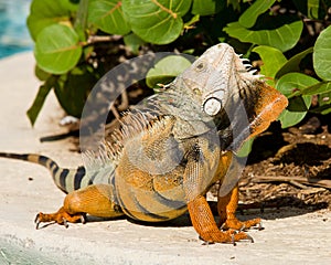 Iguana mating dance