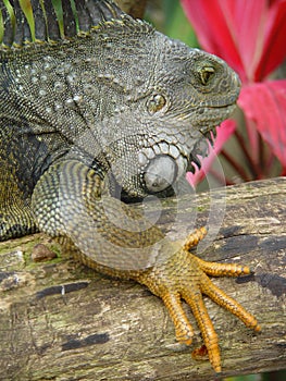 Iguana, Mauritius