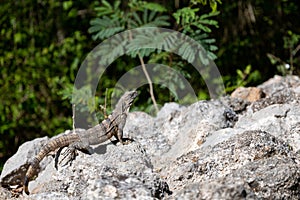 Iguana in the Mayan archaeological enclosure of Ek Balam in yucatan, Mexico