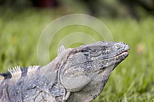 Iguana