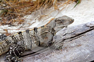 Iguana in Mexico on aged gray wood near beach