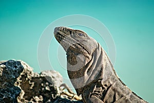 Iguana photo