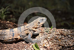 Iguana of Mexico photo