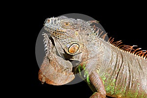 Iguana from mexico profile portrait detail macro