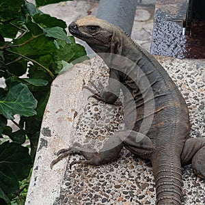 Iguana modelo photo