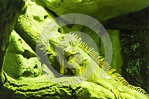 Iguana at natural environment under green lights tropical exotic reptile animal concept