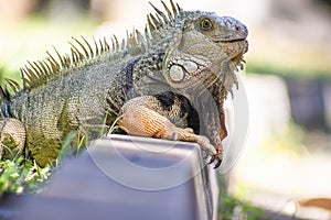 The iguana in nature Sauropsida