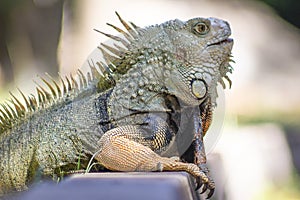 The iguana in nature Sauropsida