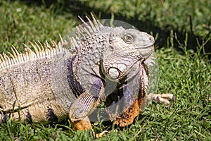The iguana in nature Sauropsida