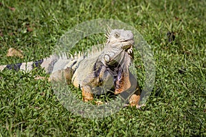 The iguana in nature Sauropsida