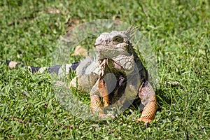 The iguana in nature Sauropsida