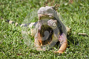 The iguana in nature Sauropsida