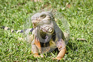 The iguana in nature Sauropsida