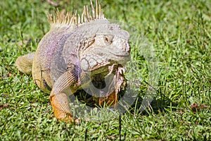 The iguana in nature Sauropsida