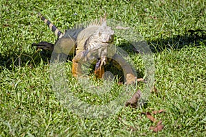 The iguana in nature Sauropsida