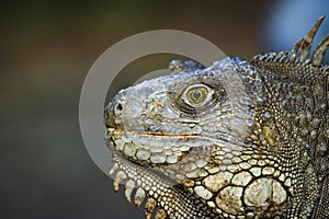 The iguana in nature Sauropsida