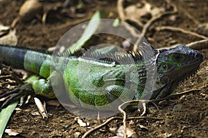 The iguana in nature Sauropsida