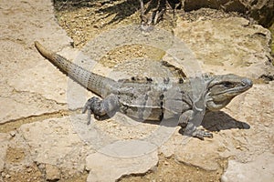 The iguana in nature Sauropsida