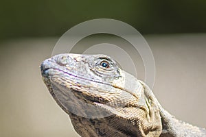 The iguana in nature Sauropsida