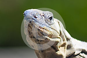 The iguana in nature Sauropsida