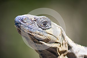 The iguana in nature Sauropsida