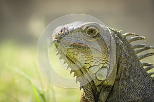 The iguana in nature Sauropsida