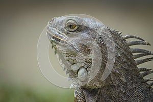 The iguana in nature Sauropsida