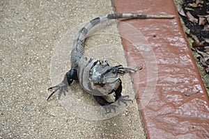 iguana. Nature, tropics, Caribbean, Yucatan, Mexic