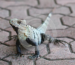 Iguana outdoor. Lizard