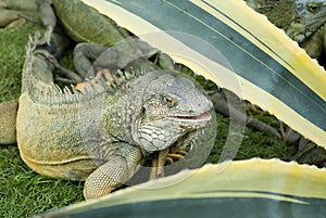 Iguana park bolivar guayaquil ecuador photo