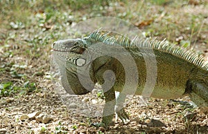 Iguana in the park, close-up portrait of a lizard