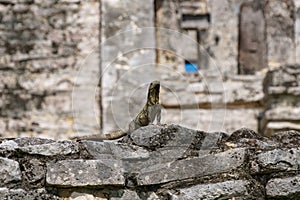 Iguana perched regally on a stone wall in front of mayan ruins