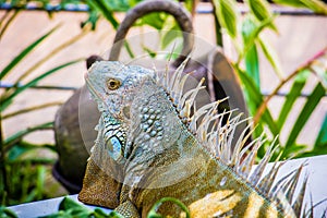 Iguana Photo Close-up portrait Large Green