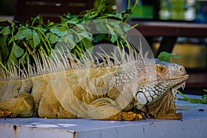 Iguana Photo Close-up portrait Large Green