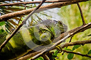 Iguana Photo Close-up portrait Large Green