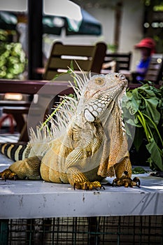 Iguana Photo Close-up portrait Large Green