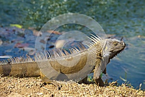 Iguana at a pond