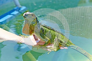 Iguana in the pool.