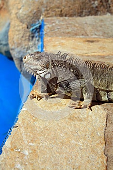 Iguana poolside