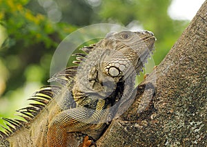 Iguana Portrait
