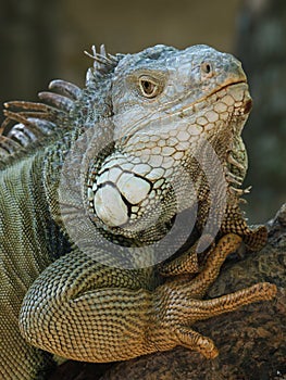Iguana portrait