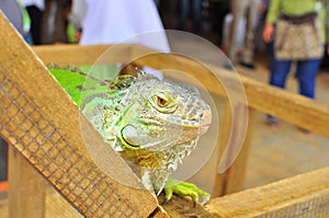 Iguana portrait