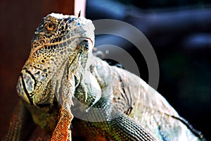 Iguana portrait