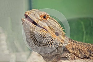 Iguana portrait