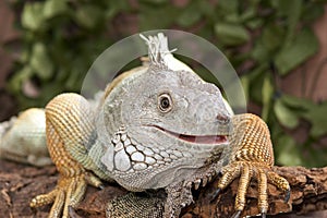 Iguana Portrait