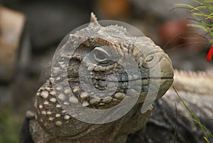 Iguana, Portrait, Cuba