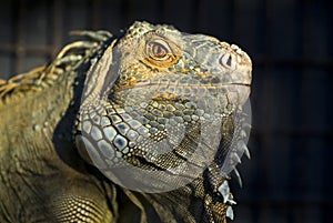 Iguana portrait