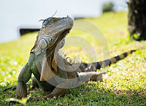 Iguana portrait