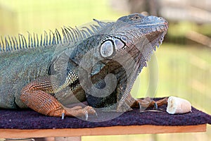 Iguana Prepares To Eat Banana